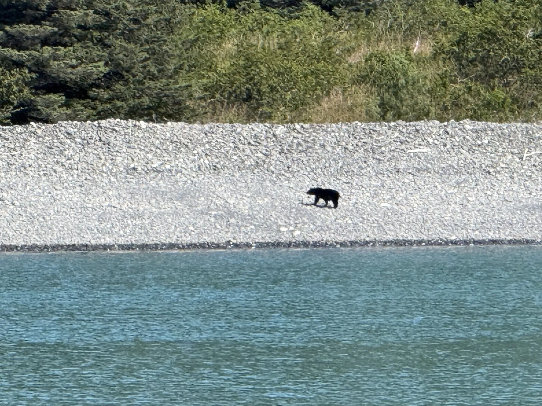 A bear walking along a rocky shoreline across the water