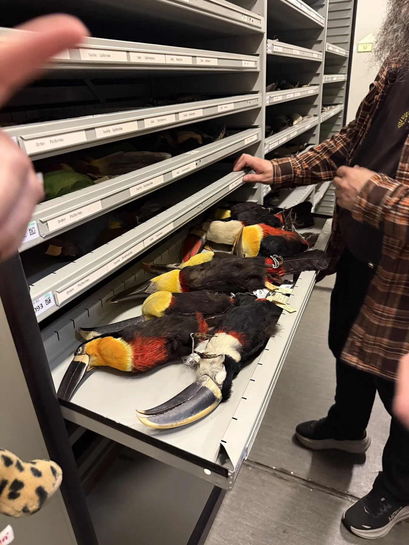 An open collection drawer containing brightly colored bird specimens