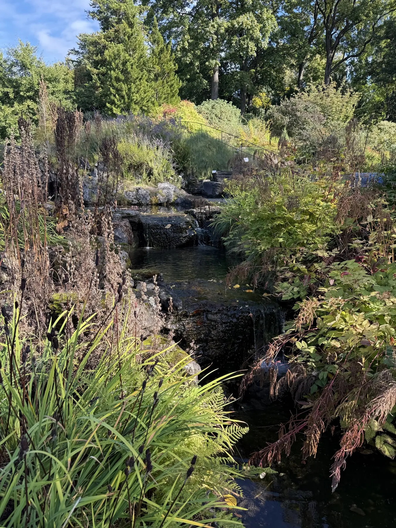 A shaded garden path and water feature surrounded by green foliage