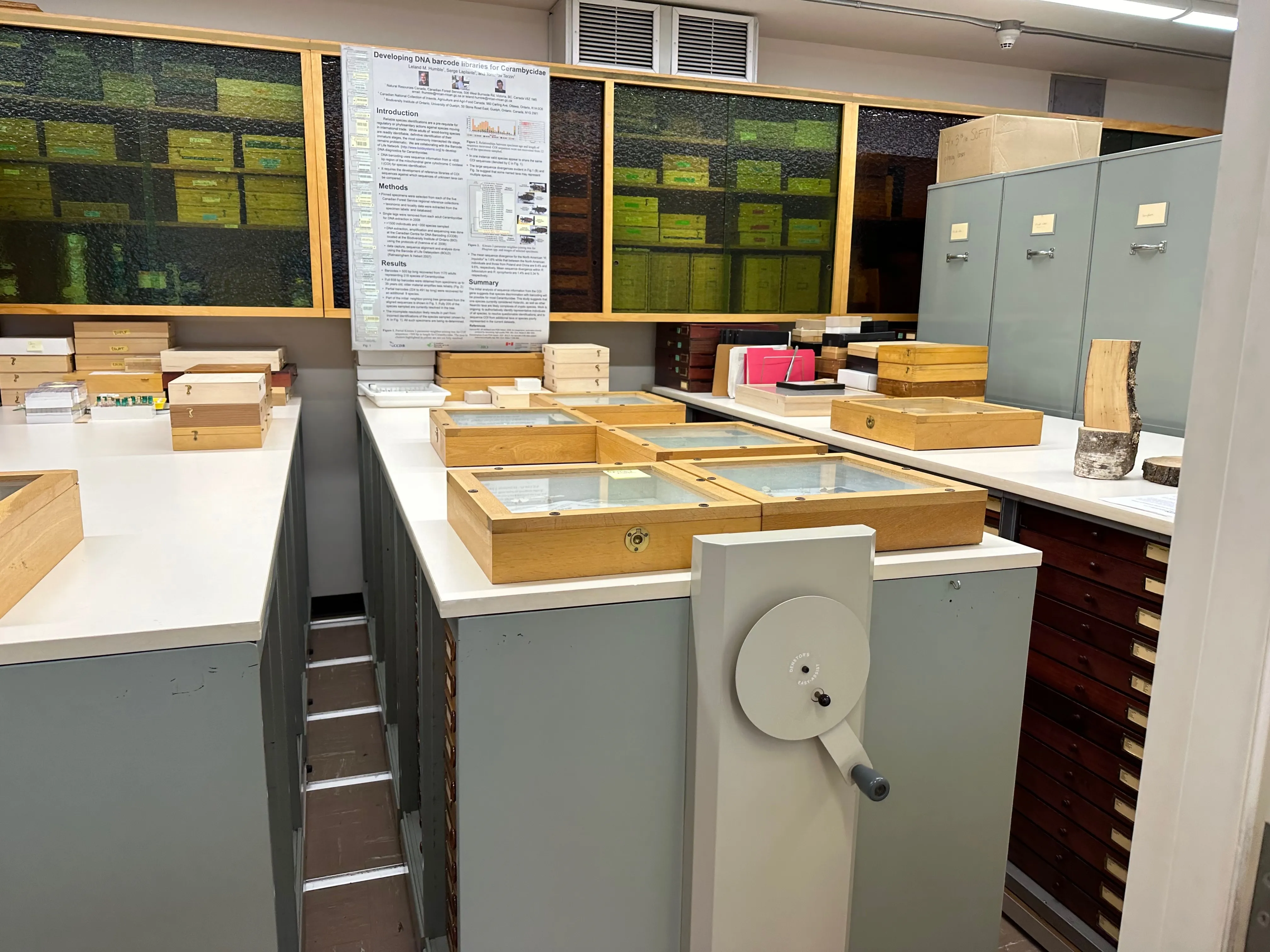 Insect Collection