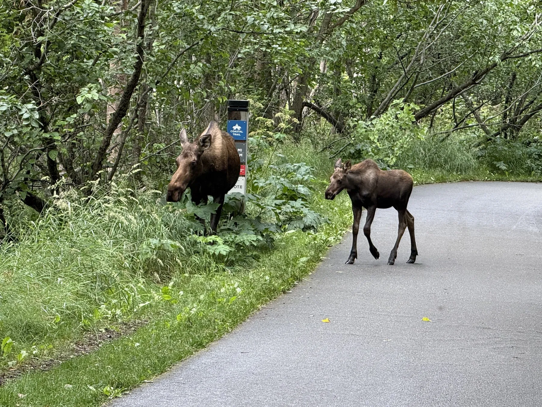 An adult moose and a calf beside and on a paved trail surrounded by trees