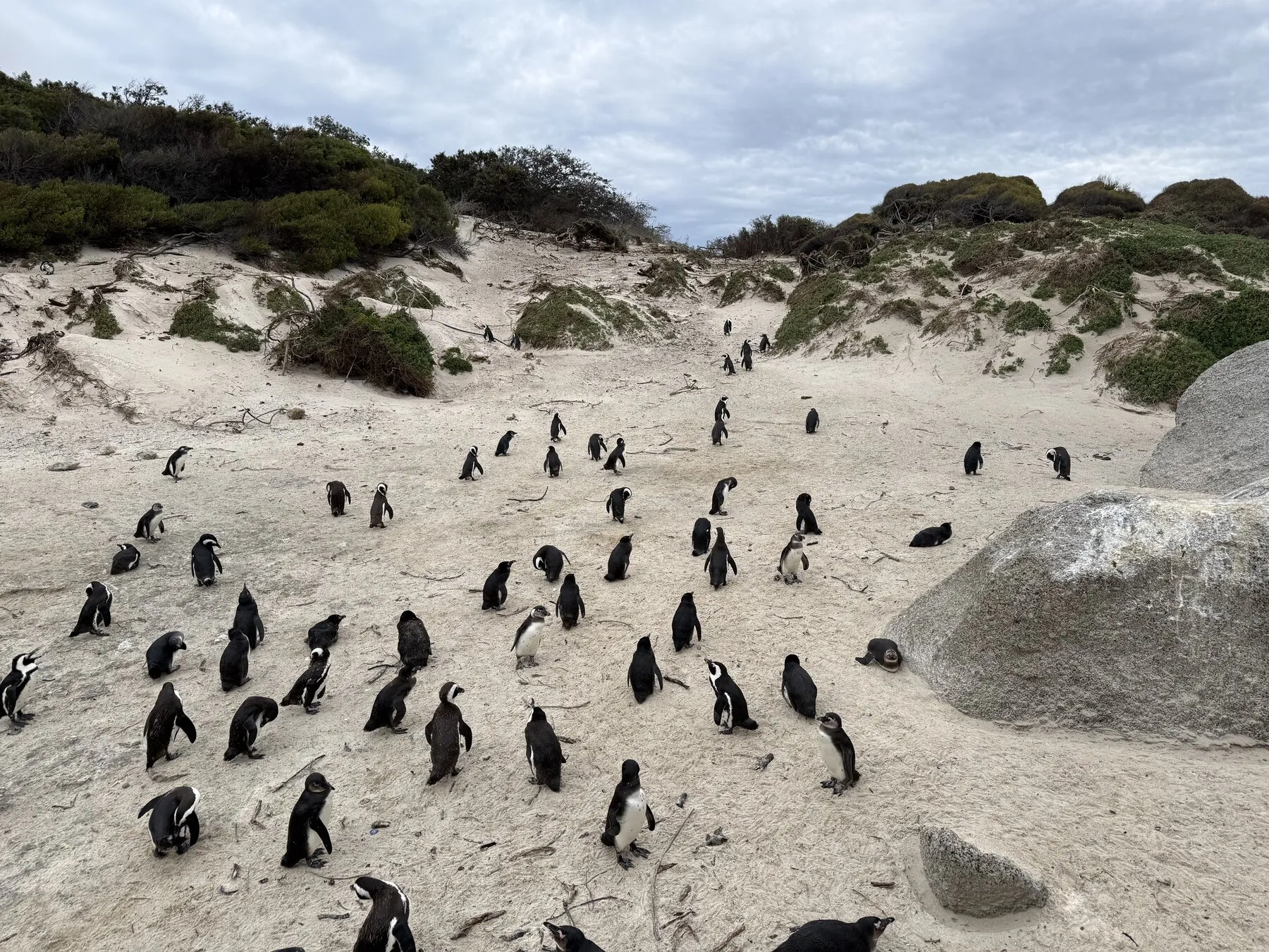 Penguins gathered on a sandy beach among rocks and coastal vegetation