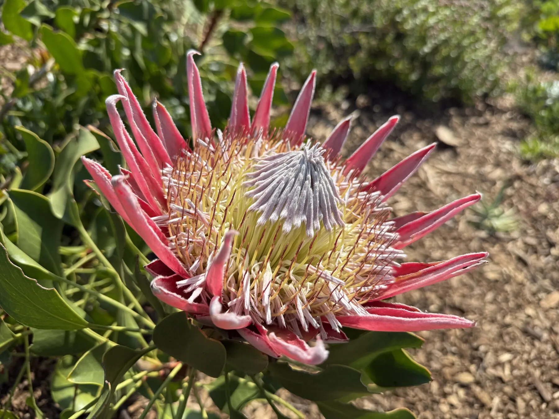 A pink protea flower surrounded by foliage at Kirstenbosch