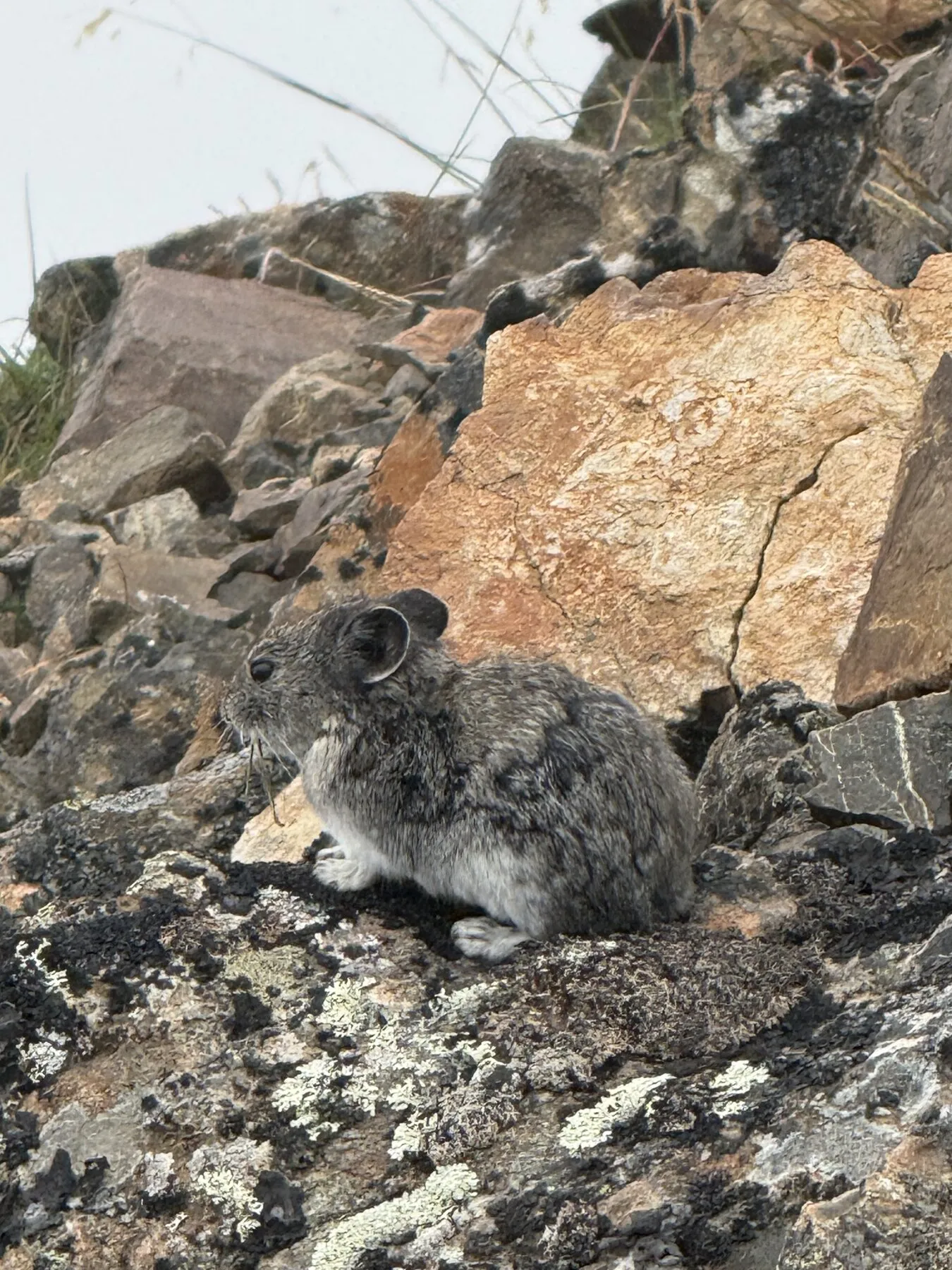 A small gray mammal sitting among rocks on the mountain