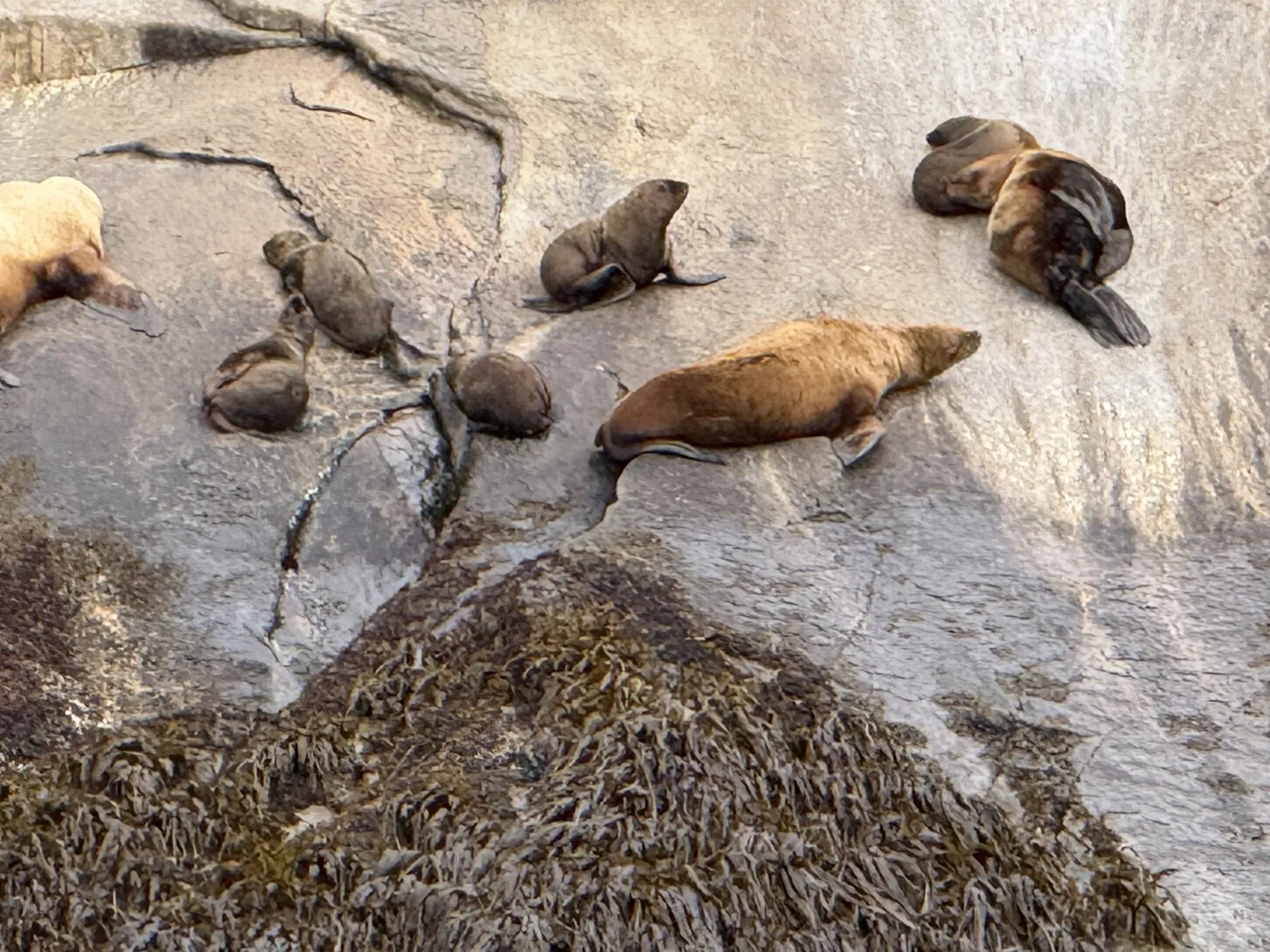 Sea lions resting on wet coastal rocks